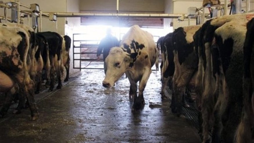 dairy farm